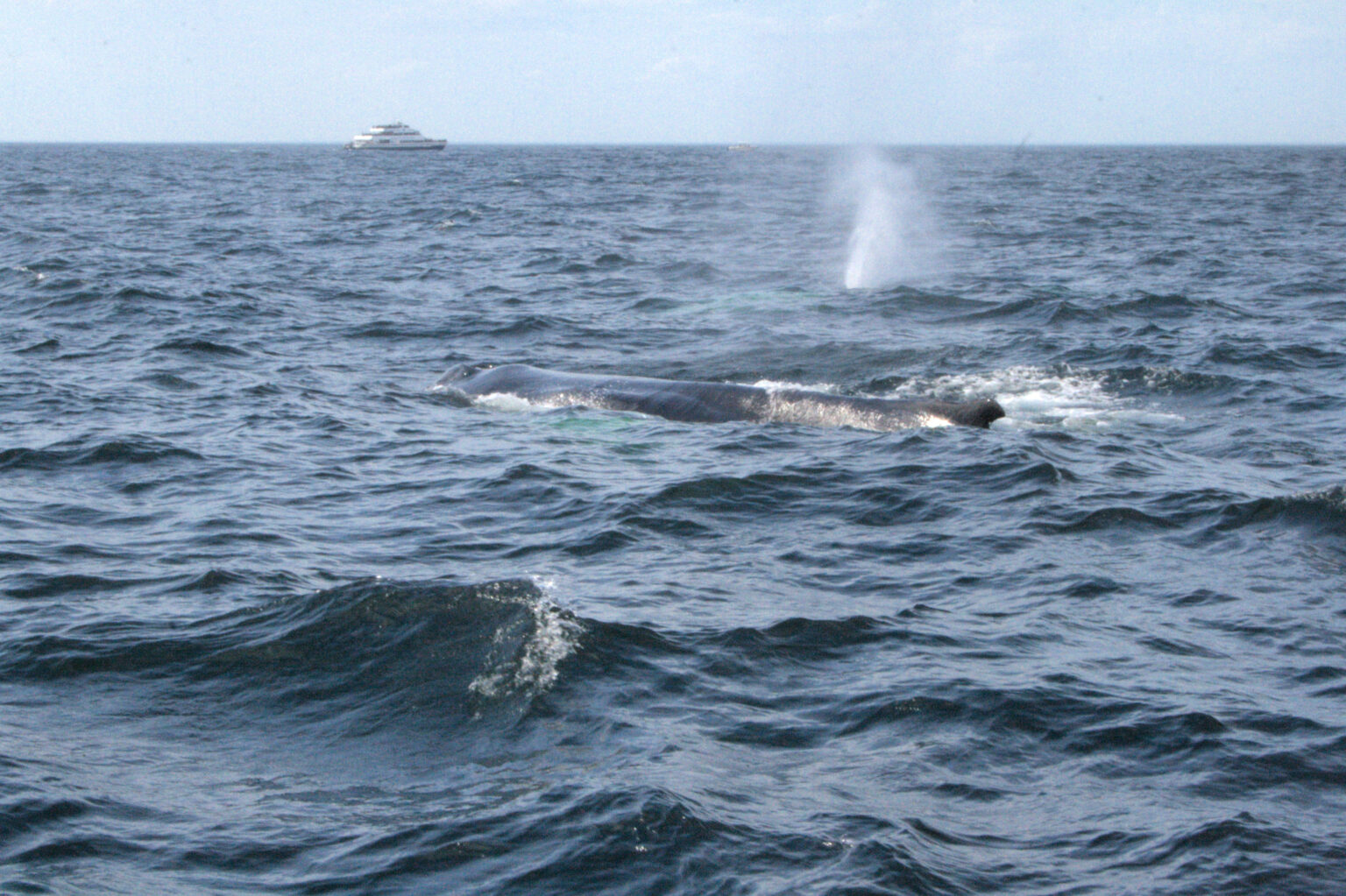 Whale Watching Adventure off Cape Ann | In The Olive Groves