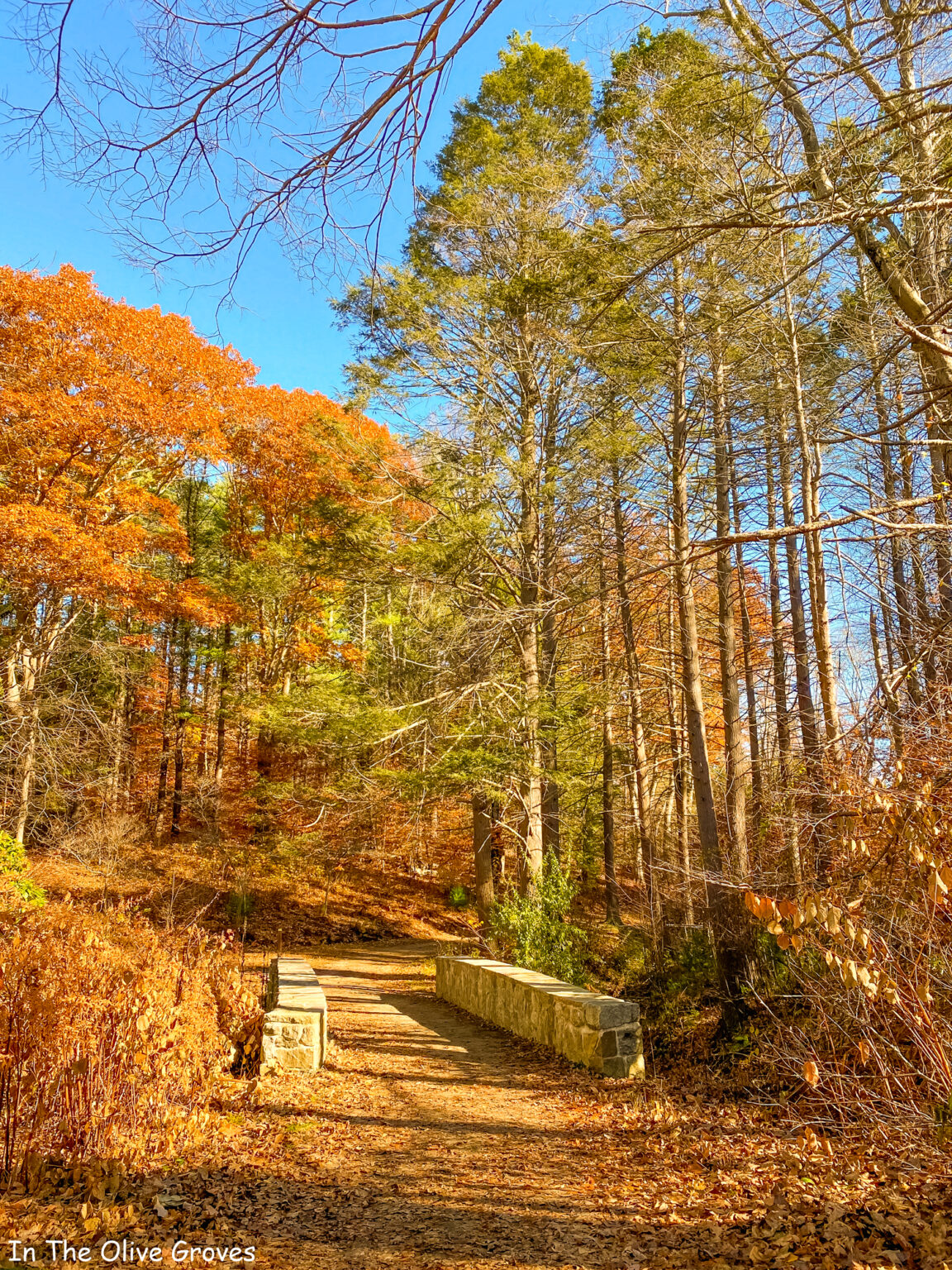 see-the-beauty-in-massachusetts-state-parks-in-the-olive-groves