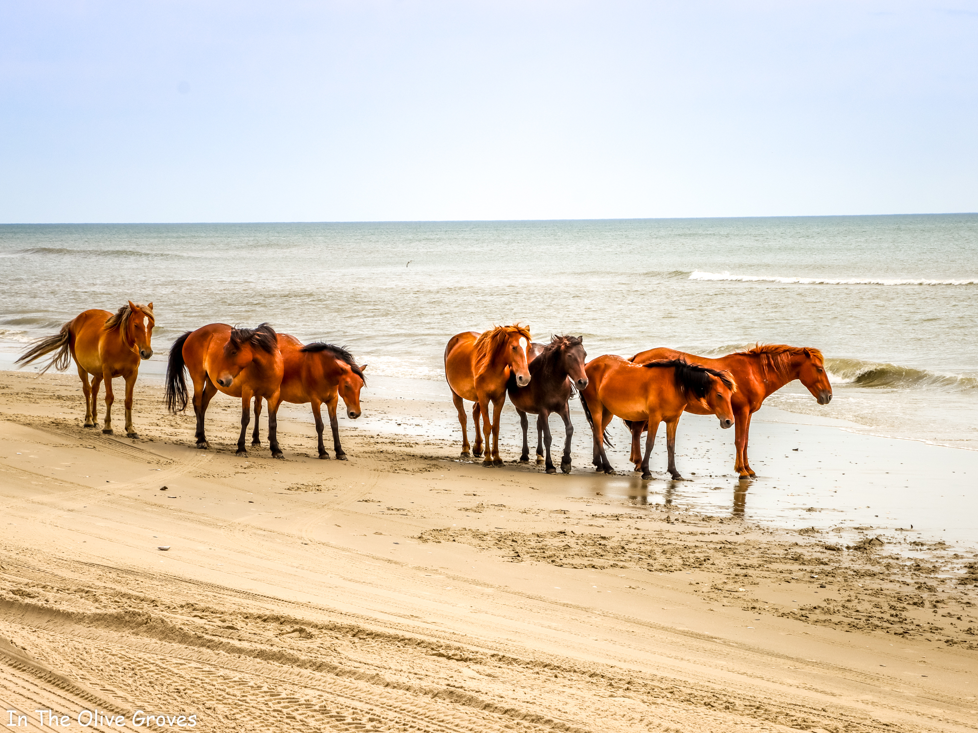 Read more about the article The Beautiful Wild Horses of Corolla, North Carolina