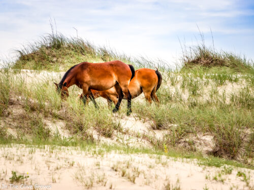 The Beautiful Wild Horses of Corolla, North Carolina | In The Olive Groves